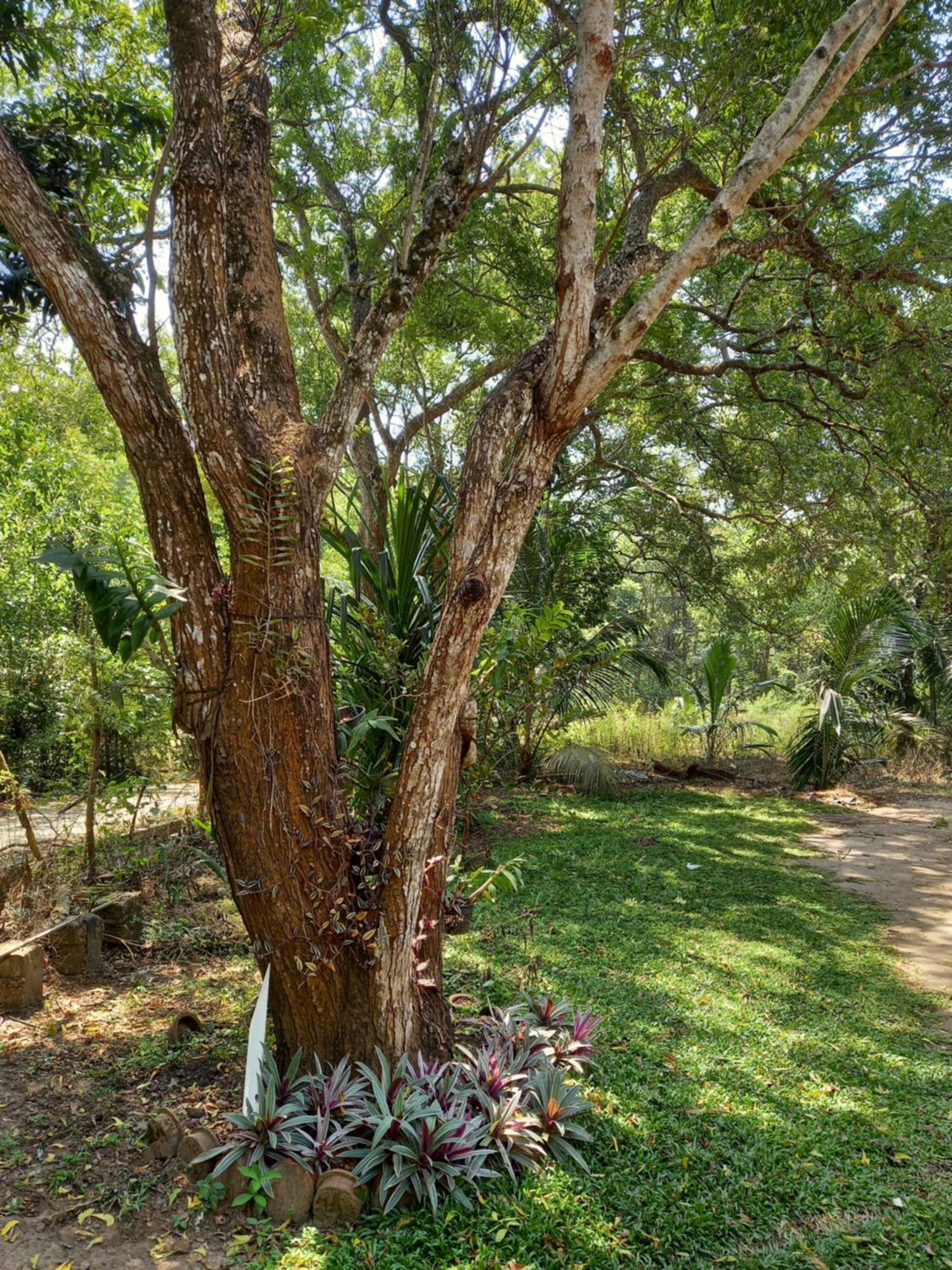 Silent Peacock Villa And Peacock Cafe Tangalle Kültér fotó